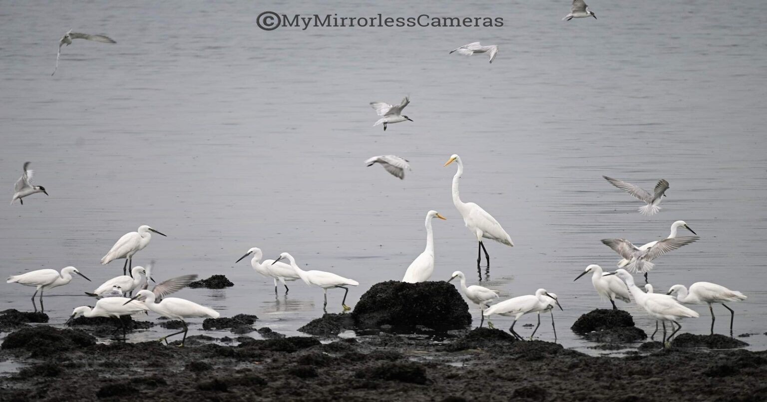 5 Best Nikon Mirrorless Camera Lens For Bird Photography