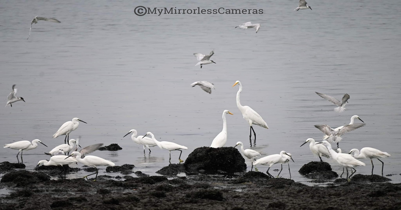 Best Nikon Mirrorless Camera Lens For Birding