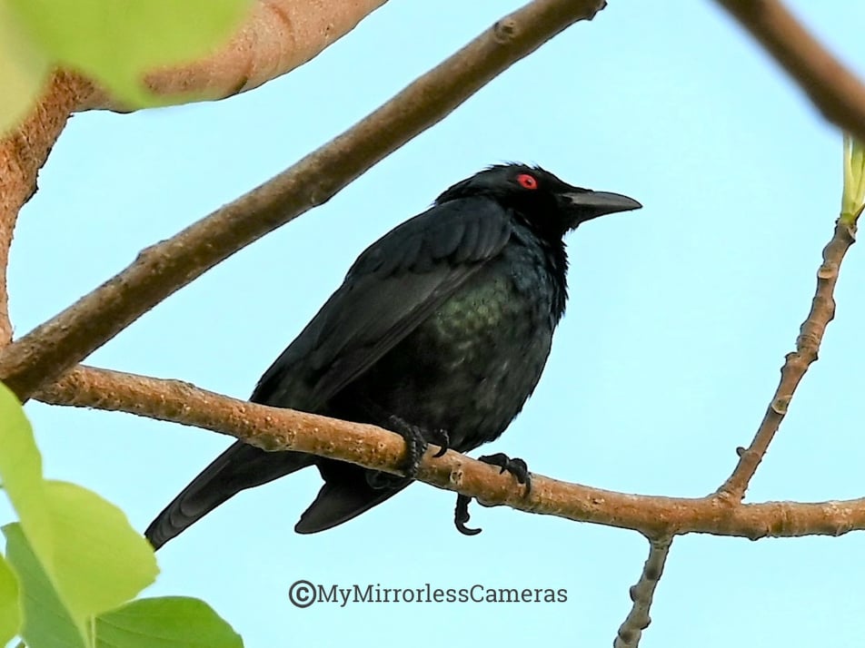 My own Bird watching diary - Asian Glossy Starling
