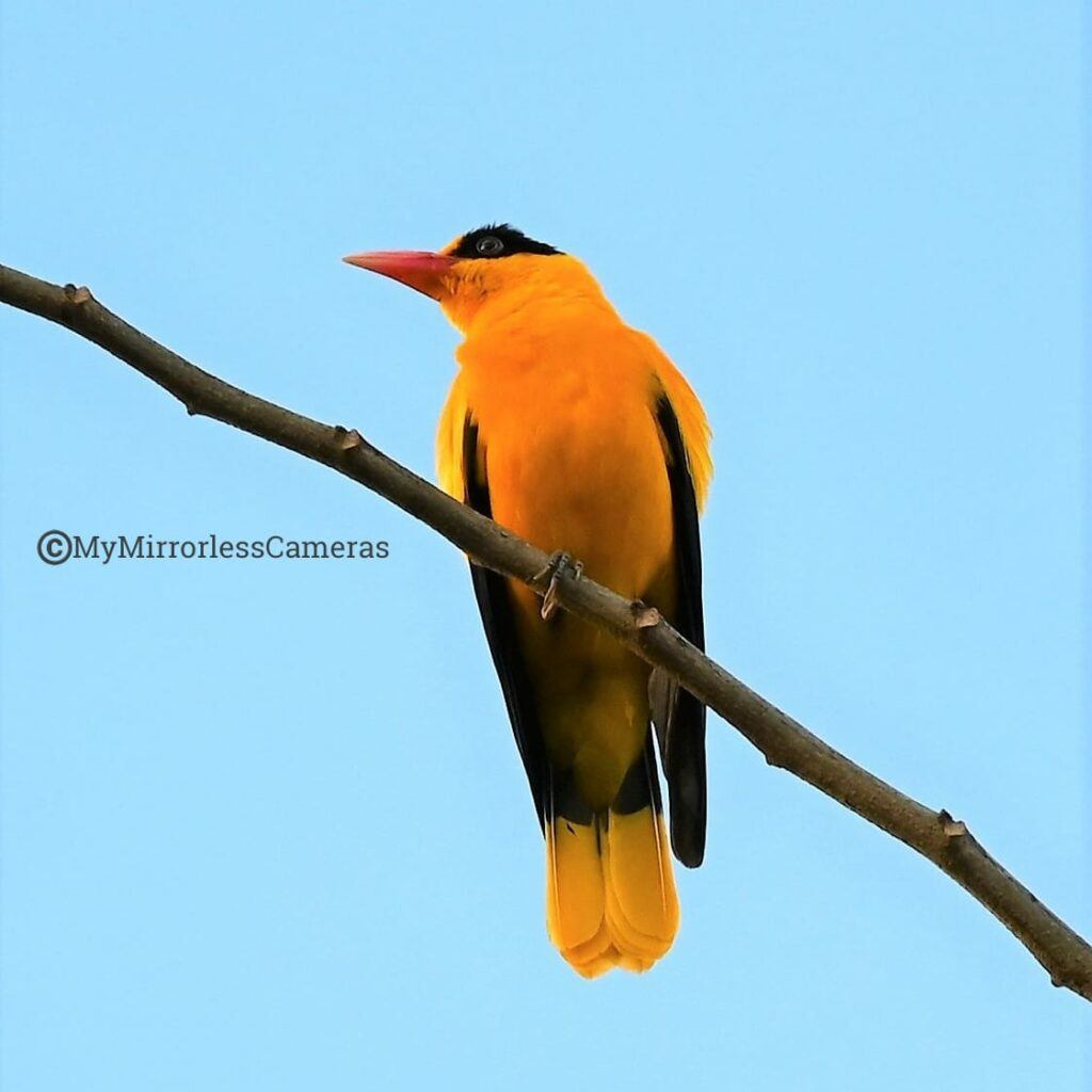My own Bird watching diary - Black-naped Oriole