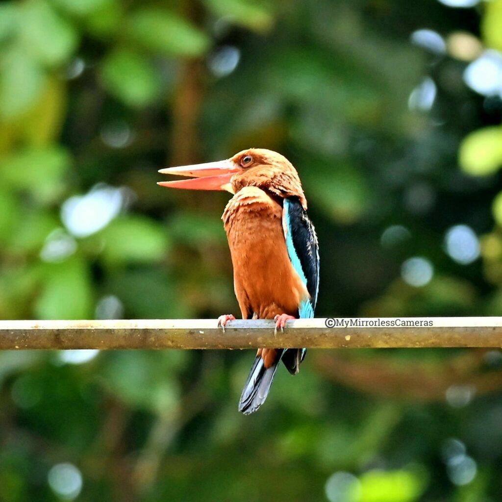 My own Bird watching diary - Brown-breasted kingfisher
