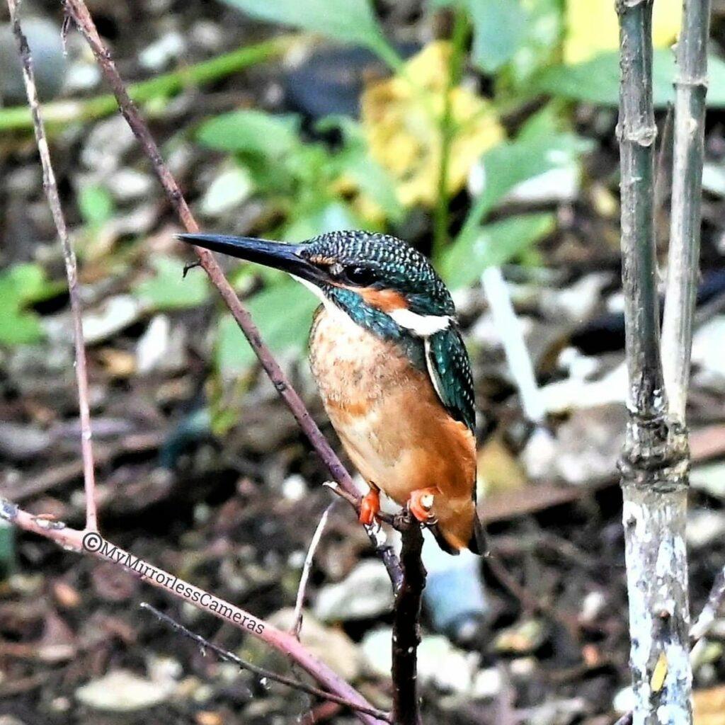 My own Bird watching diary - Common kingfisher