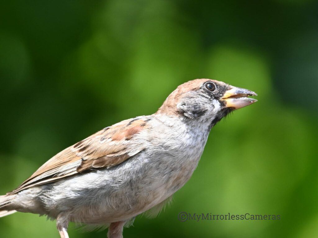 My own Bird watching diary - Eurasian sparrow