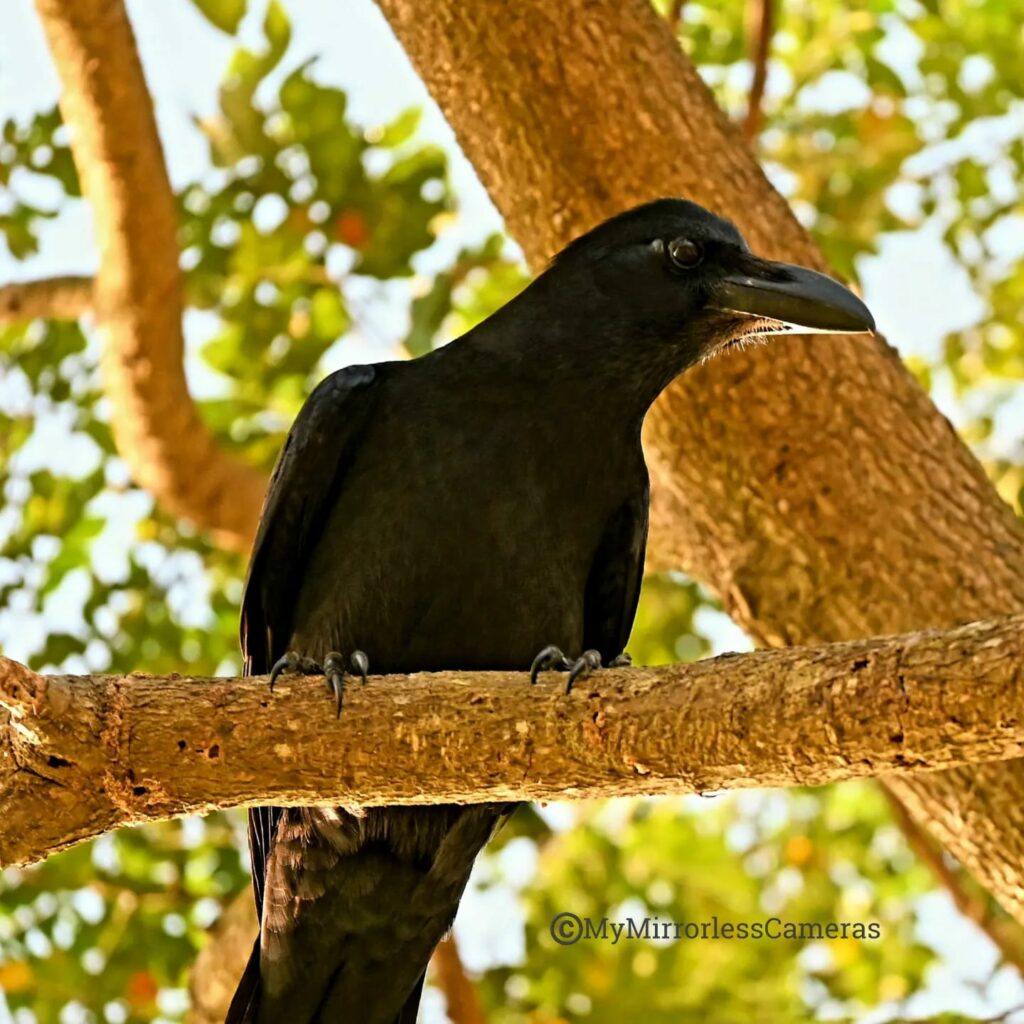My own Bird watching diary - Large-billed Crow