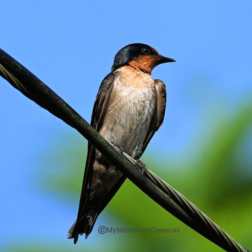 My own Bird watching diary - Pacific Swallow