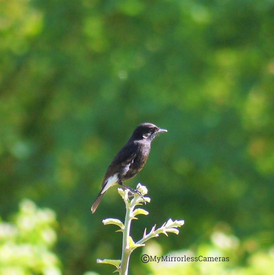 My own Bird watching diary - Male Pied Bush Chat