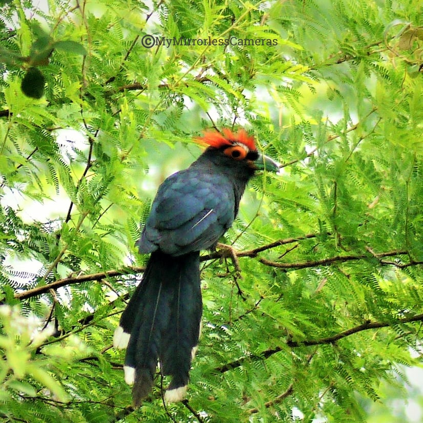 My own Bird watching diary - Rough-crested Malkoha