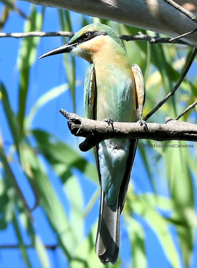 My own Bird watching diary - Blue-tailed Bee-eater 
