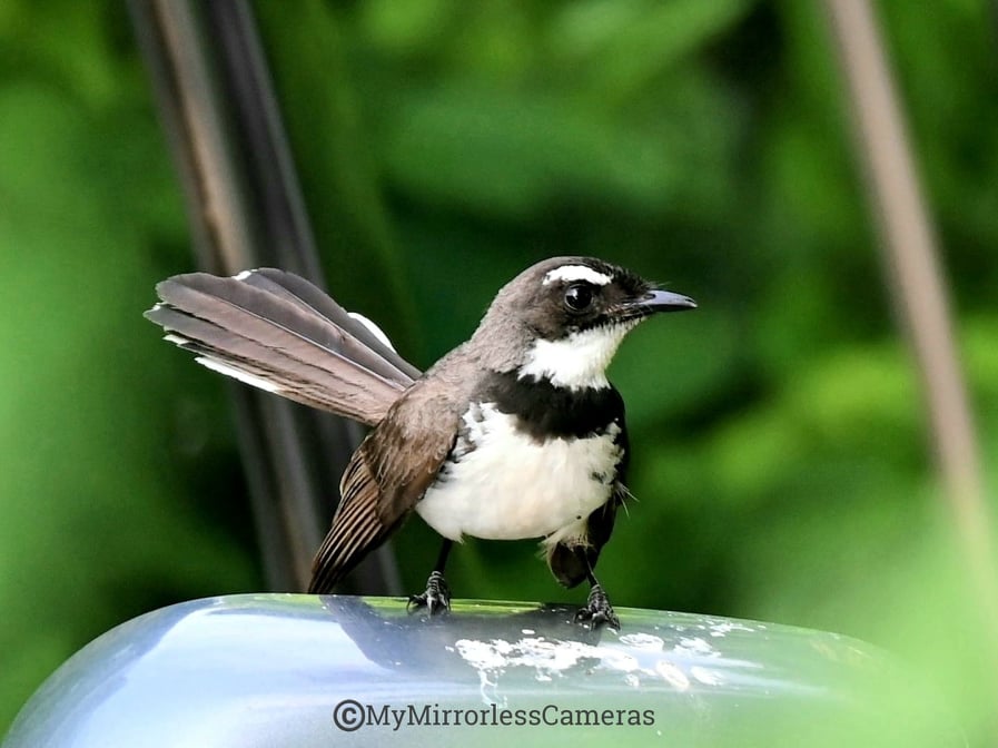 My own Bird watching diary - Philippine Pied Fantail
