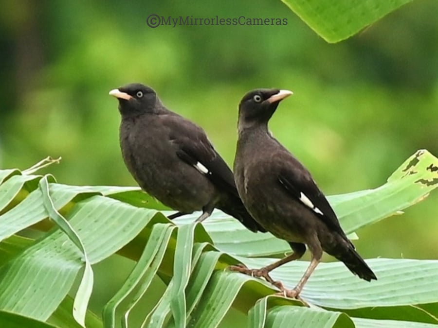 My own Bird watching diary - Crested Myna