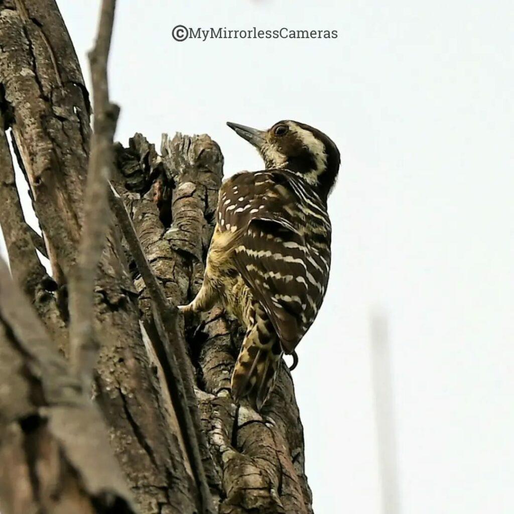 My own Bird watching diary - Philippine Pygmy woodpecker