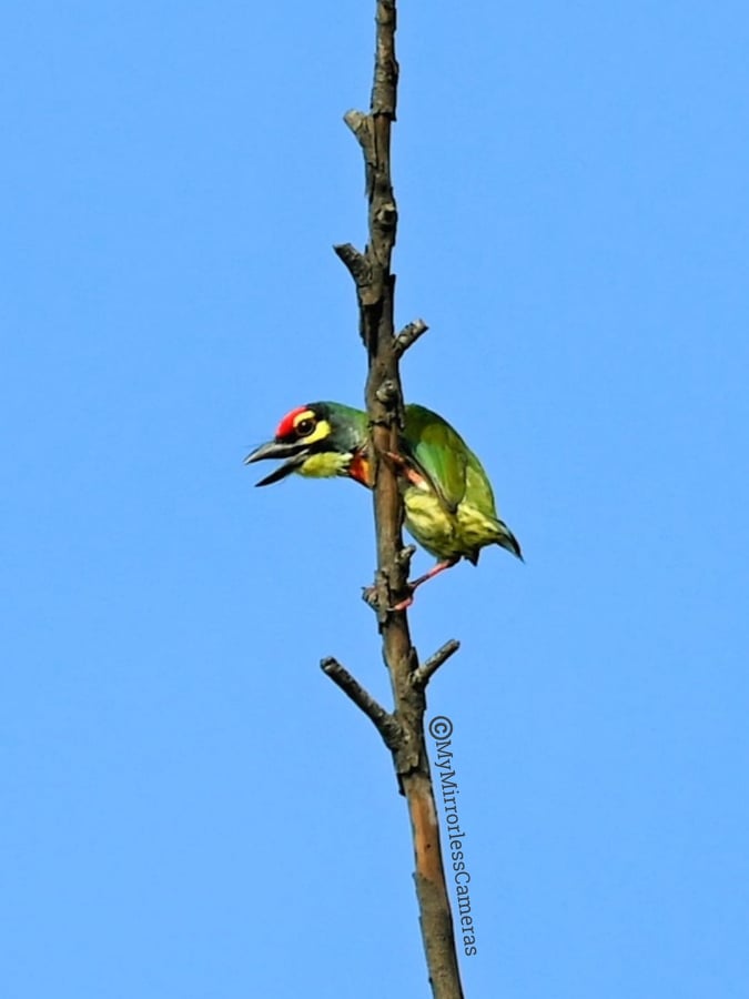 My own Bird watching diary - Coppersmith Barbet