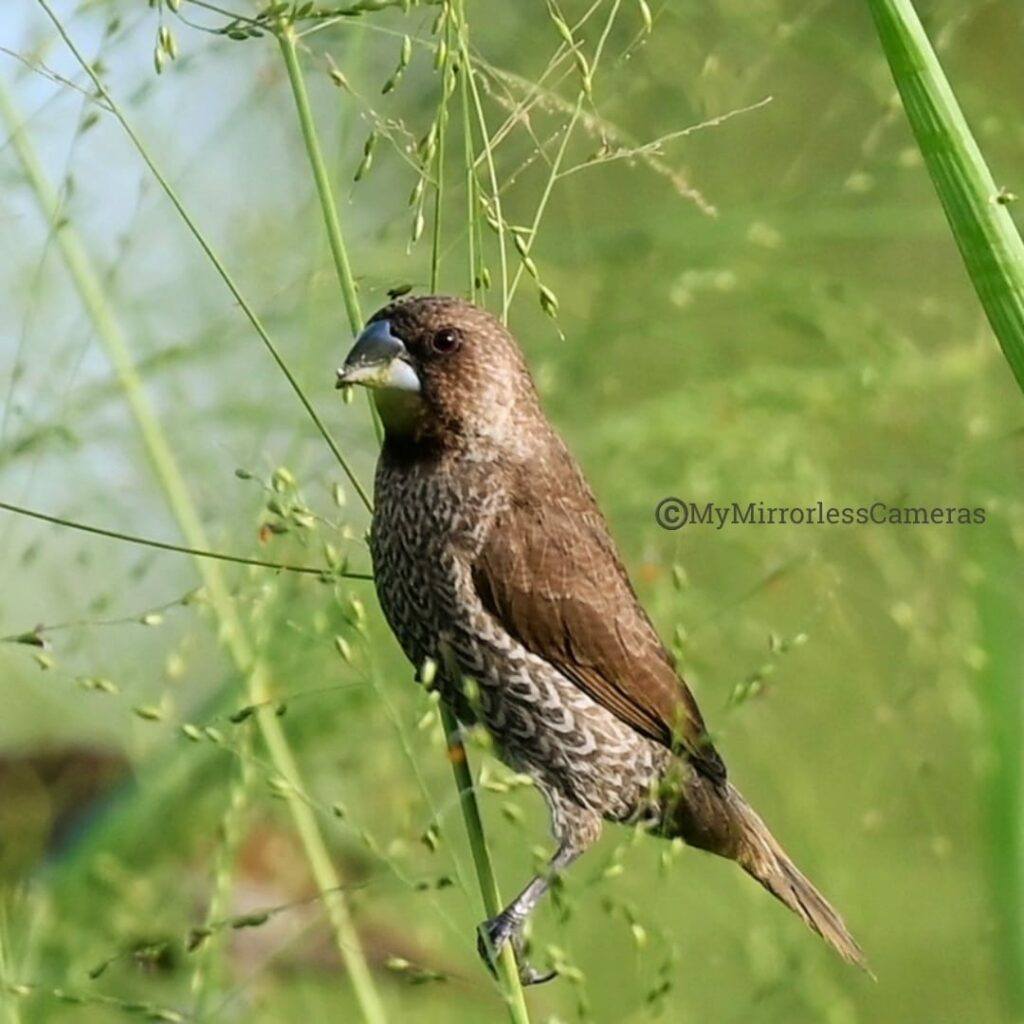 My own Bird watching diary - Scaly-breasted Munia