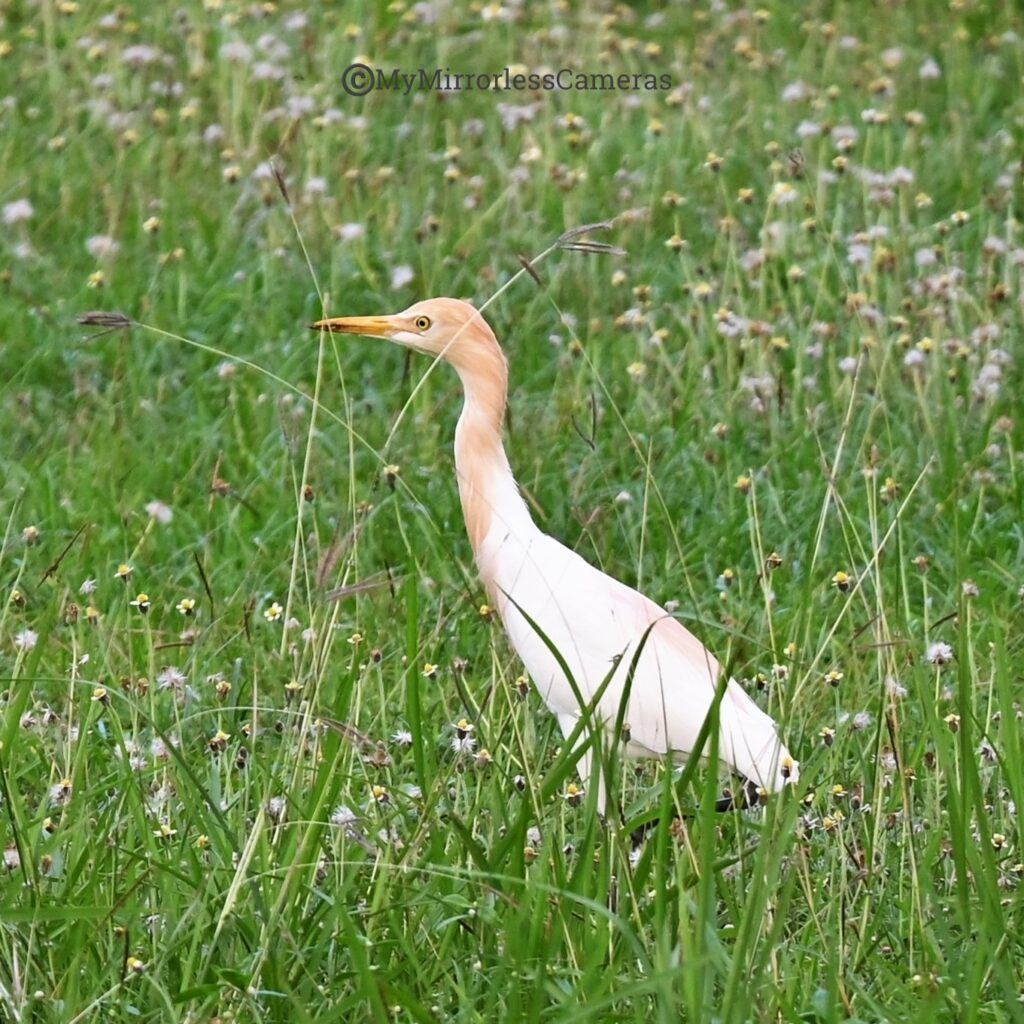 My own Bird watching diary - Cattle Egret
