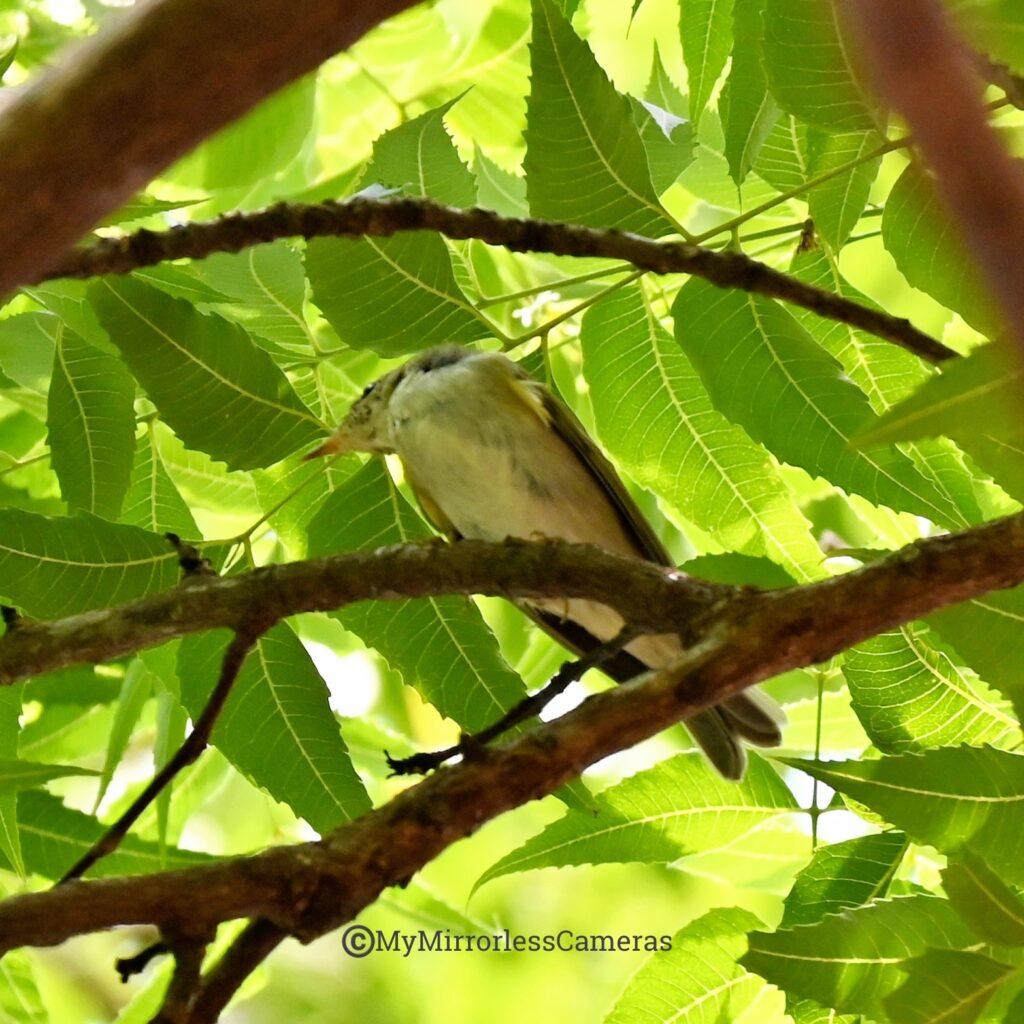 My own Bird watching diary - Ijima Leaf Warbler