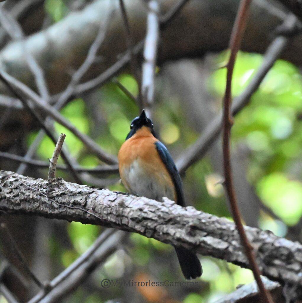 My own Bird watching diary - Mangrove Blue Flycatcher