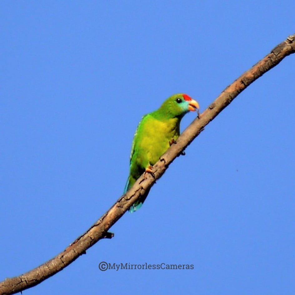My own Bird watching diary - Philippine Hanging Parrot