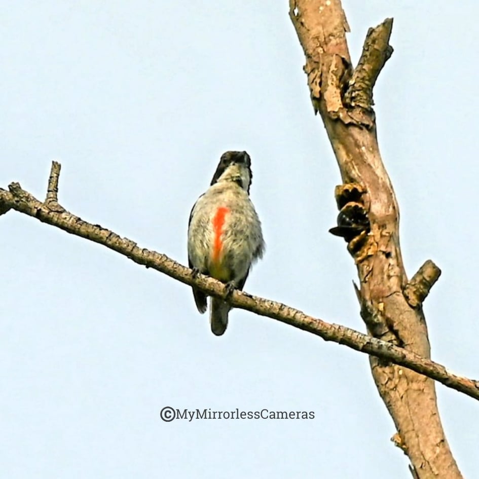 My own Bird watching diary - Red-keeled Flowerpecker
