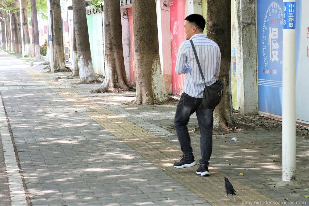 A Black Bird Chasing Man on the Street - crested myna