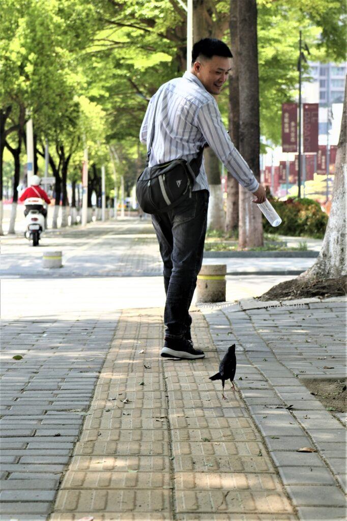 A Black Bird Chasing Man on the Street - crested myna