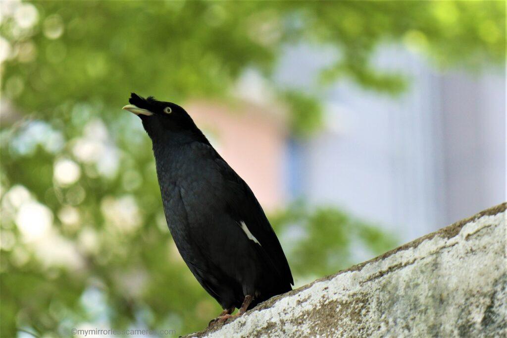 A Black Bird Chasing Man on the Street - crested myna