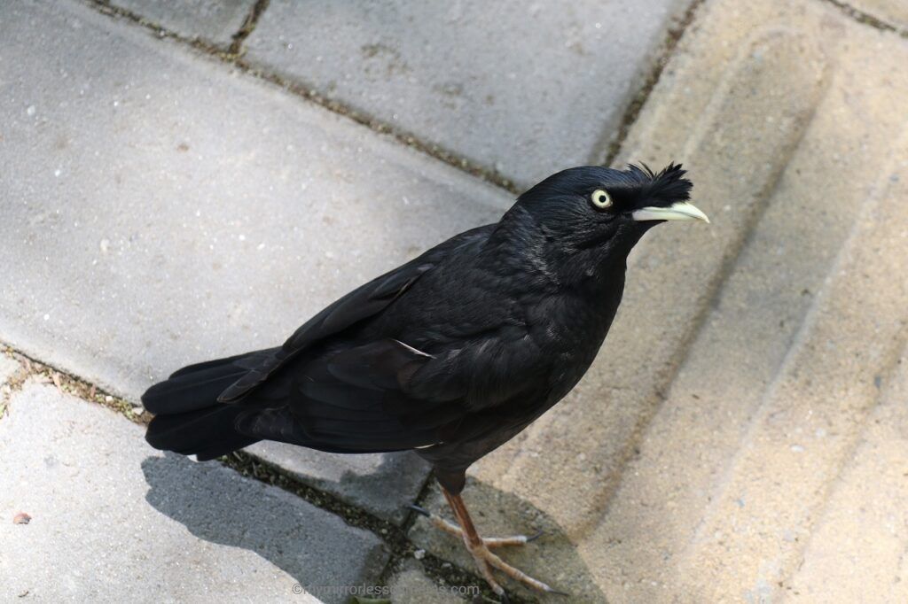 A Black Bird Chasing Man on the Street - crested myna