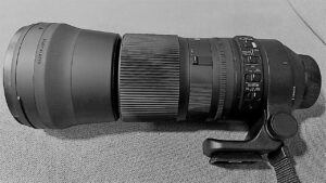Sigma 150-600mm contemporary review