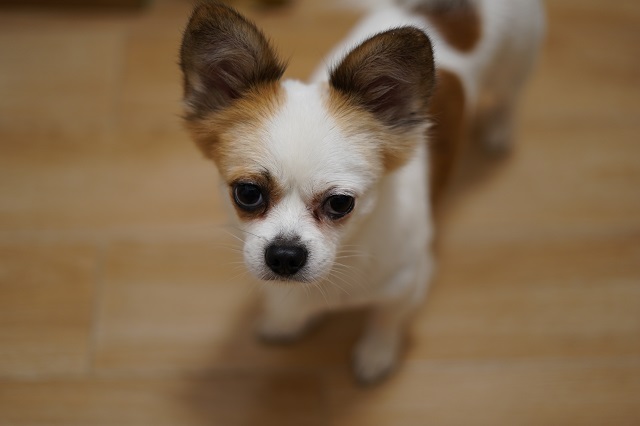 Photo of a dog staring