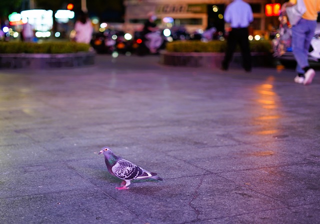 Photo of a dove taken using Sony FE 50mm F1.8 Lens at maximum aperture