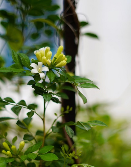 Photo of a white flower taken using Sony FE 50mm F1.8 Lens at maximum aperture