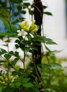 Photo of a white flower taken using Sony FE 50mm F1.8 Lens at aperture f/4